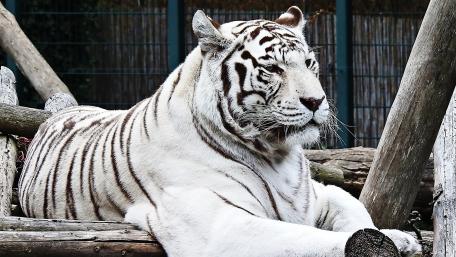 Majestic White Bengal Tiger Close-Up wallpaper