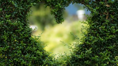 Bush heart wallpaper