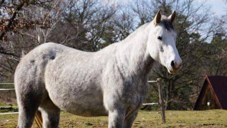 Majestic White Horse in Nature Scene wallpaper