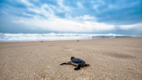 turtle wallpaper