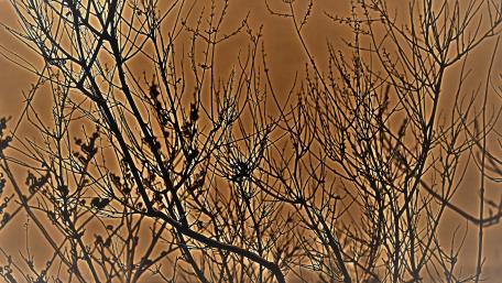 Silhouetted Branches Against a Warm Toned Sky wallpaper