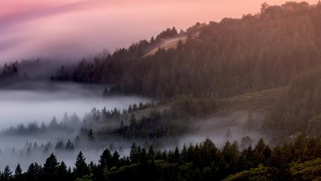 Foggy pine forest wallpaper