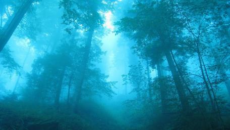 Fog in forest wallpaper