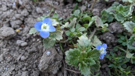 Delicate Wildflowers Blooming in Nature's Embrace wallpaper