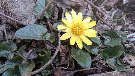 Bright Yellow Flower Amidst Green Leaves wallpaper