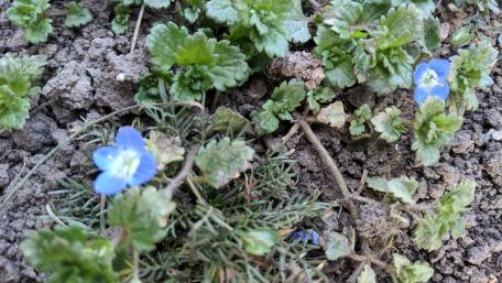 Delicate Blue Flowers on Earthy Background wallpaper