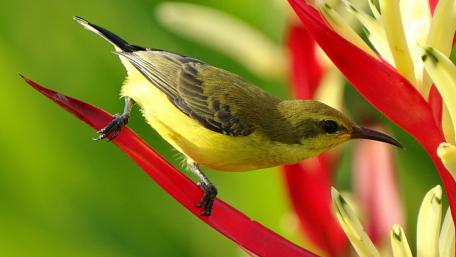 Avian bird bright wallpaper