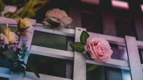 Beautiful roses wallpaper
