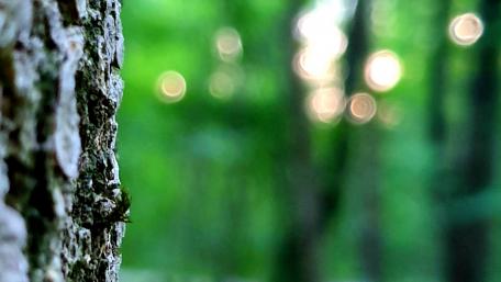 Nature wallpaper