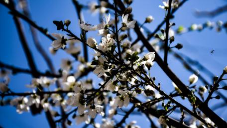 blooms wallpaper