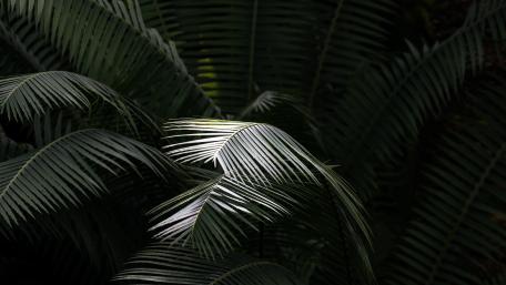 Palm leaves wallpaper