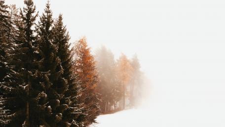 Winter's Embrace in a Foggy Forest wallpaper