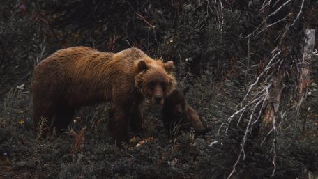 Majestic Bears in Nature Scene wallpaper