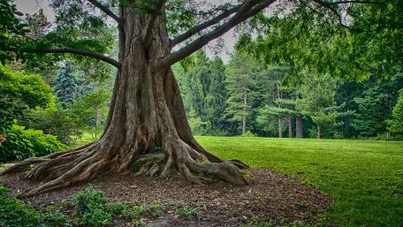 Majestic Tree in a Verdant Park Scene wallpaper