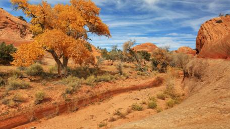 Vibrant Desert Landscape in Autumn Colors wallpaper