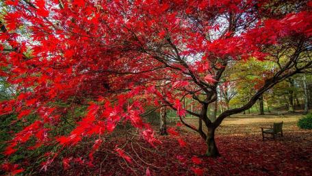 Autumn's Red Embrace in Nature's Haven wallpaper