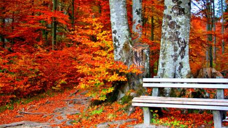 Autumn Bliss in a Forest Retreat wallpaper