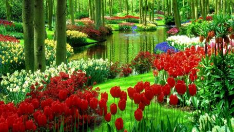 Keukenhof wallpaper