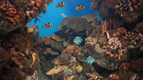 Vibrant Underwater Coral Reef Life wallpaper