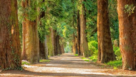 Peaceful Forest Road Surrounded by Tall Trees wallpaper