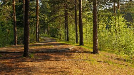 Serene Forest Pathway Amidst Lush Greenery wallpaper