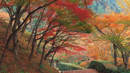 Autumn's Vibrant Forest Display wallpaper
