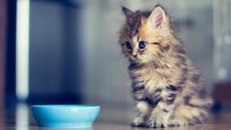 Adorable Kitten Gazing at Its Bowl wallpaper