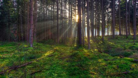 Sunlit Serenity in a Verdant Forest wallpaper