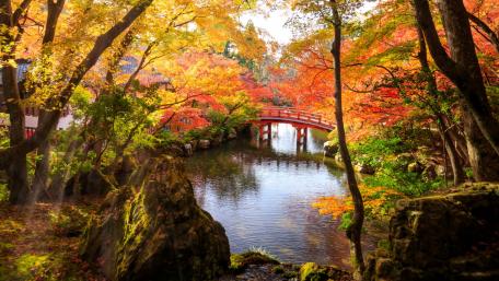Autumn Serenity in Nature's Embrace wallpaper
