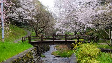 Serene Sakura Bridge in Blooming Nature Landscape wallpaper