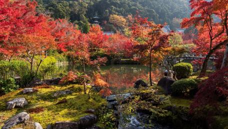Autumn Serenity in a Tranquil Garden wallpaper