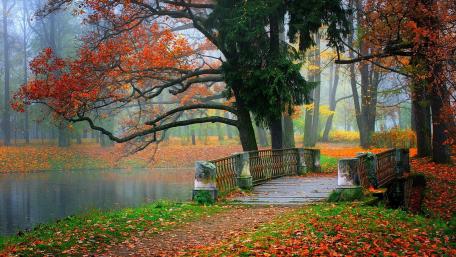 Autumn Serenity in a Misty Park Scene wallpaper
