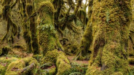 Enchanted Forest of Mossy Giants wallpaper