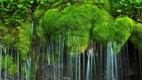 Lush Greenery with Serene Waterfall Beauty wallpaper