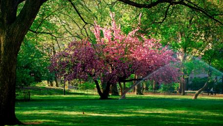 Blooming Beauty in Springtime Garden wallpaper