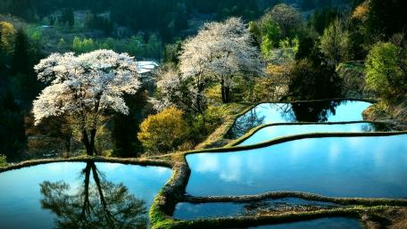 Serene Reflections of Nature's Beauty wallpaper