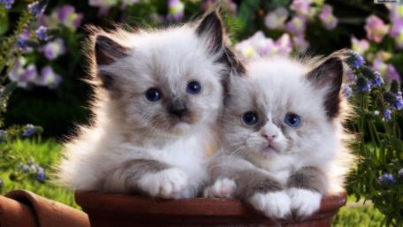 Adorable Kittens in a Flower Pot wallpaper