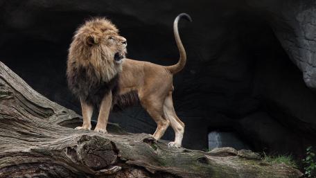 Majestic Lion on a Fallen Tree wallpaper
