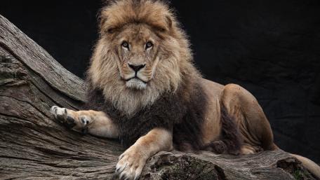 Majestic Lion Resting on a Log wallpaper