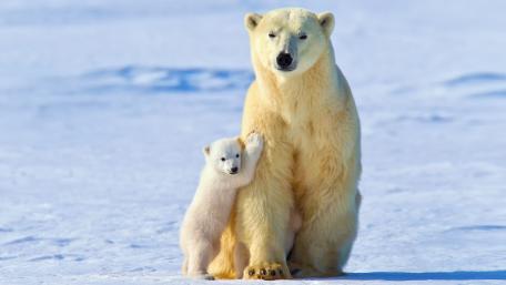 Polar Bear and Cub Embracing in Snowy Landscape wallpaper