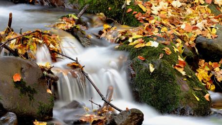 Tranquil Stream in Autumn Colors wallpaper
