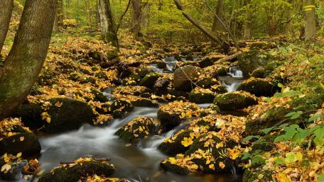 Serene Autumn Stream in a Tranquil Forest Setting wallpaper