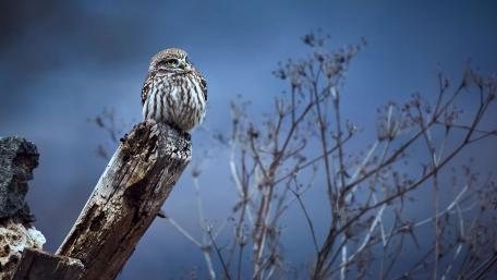 Majestic Owl Perched on a Branch wallpaper