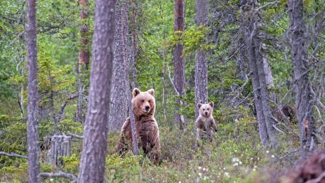 Majestic Bears in a Forest Setting wallpaper