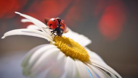 Vibrant Ladybug on a Flower Petal wallpaper