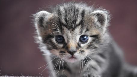 Charming Kitten with Striking Blue Eyes wallpaper