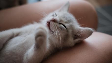Cute Kitten Napping on Cozy Legs wallpaper