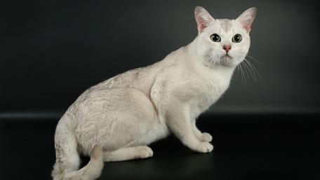 Elegant Cat on Black Background wallpaper