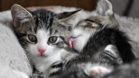 Adorable Kittens Snuggling Together Softly wallpaper