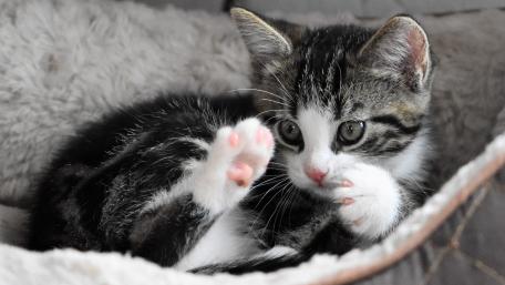 Adorable Kitten Playful on Soft Blanket wallpaper